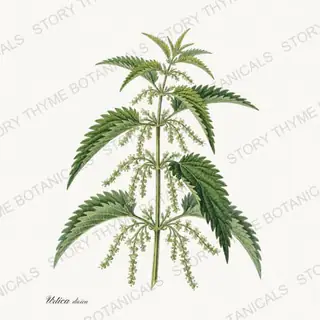 Nettle — vintage botanical Tea Herbs print on a white background