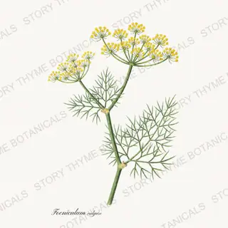 Fennel — vintage botanical Tea Herbs print on a white background