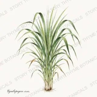 Lemongrass — vintage botanical Tea Herbs print on a white background