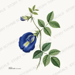 Butterfly Pea — vintage botanical Tea Herbs print on a white background