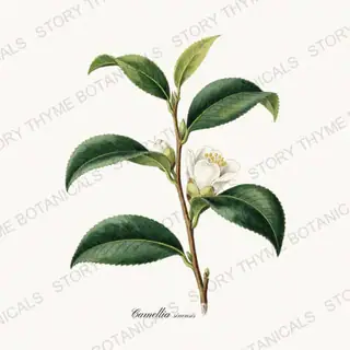 Tea Plant — vintage botanical Tea Herbs print on a white background