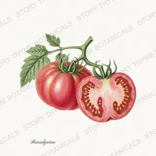 Brandywine — vintage botanical Heirloom Tomatoes print on a white background