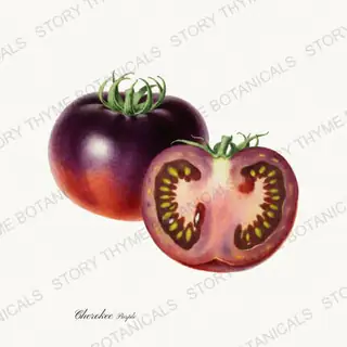 Cherokee Purple — vintage botanical Heirloom Tomatoes print on a white background