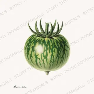 Green Zebra — vintage botanical Heirloom Tomatoes print on a white background