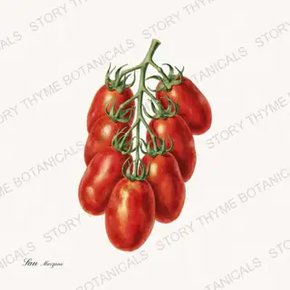 San Marzano — vintage botanical Heirloom Tomatoes print on a white background