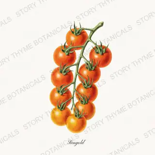 Sungold — vintage botanical Heirloom Tomatoes print on a white background