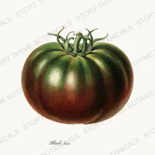 Black Krim — vintage botanical Heirloom Tomatoes print on a white background