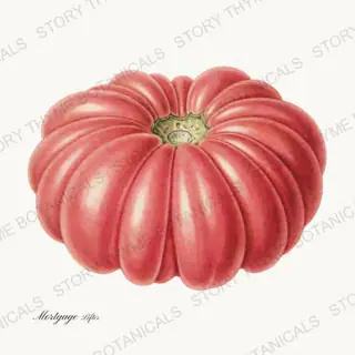 Mortgage Lifter — vintage botanical Heirloom Tomatoes print on a white background