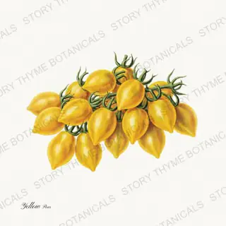 Yellow Pear — vintage botanical Heirloom Tomatoes print on a white background