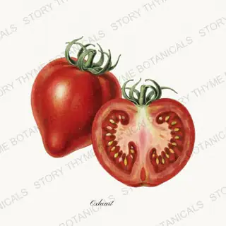 Oxheart — vintage botanical Heirloom Tomatoes print on a white background