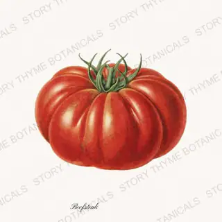 Beefsteak — vintage botanical Heirloom Tomatoes print on a white background