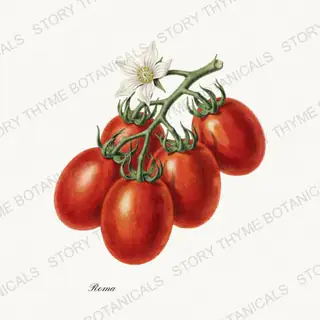 Roma — vintage botanical Heirloom Tomatoes print on a white background