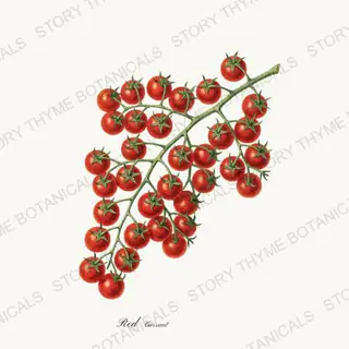 Currant — vintage botanical Heirloom Tomatoes print on a white background