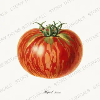 Striped German — vintage botanical Heirloom Tomatoes print on a white background