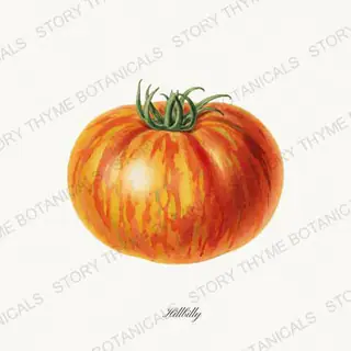 Hillbilly — vintage botanical Heirloom Tomatoes print on a white background