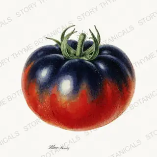 Blue Beauty — vintage botanical Heirloom Tomatoes print on a white background