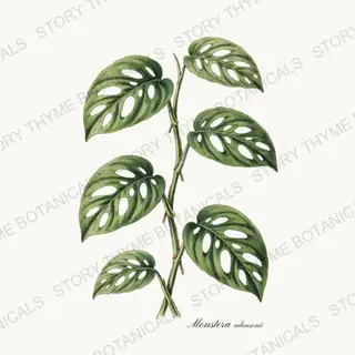 Monstera Adansonii — vintage botanical Tropical Plants print on a white background