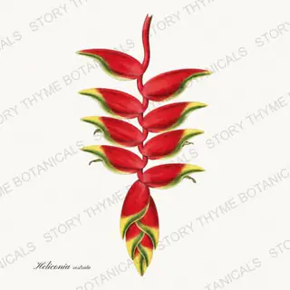 Heliconia — vintage botanical Tropical Plants print on a white background