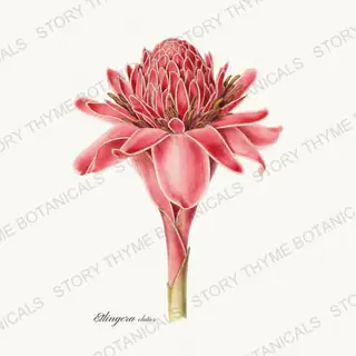 Torch Ginger — vintage botanical Tropical Plants print on a white background