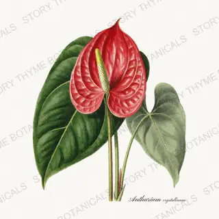 Crystal Anthurium — vintage botanical Tropical Plants print on a white background