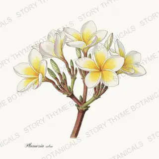 Plumeria — vintage botanical Tropical Plants print on a white background
