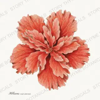 Tropical Hibiscus — vintage botanical Tropical Plants print on a white background