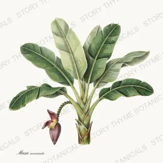 Banana — vintage botanical Tropical Plants print on a white background