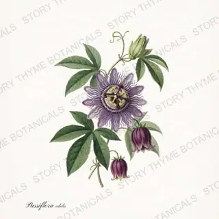 Passion Flower — vintage botanical Tropical Plants print on a white background