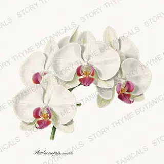 Moth Orchid — vintage botanical Tropical Plants print on a white background