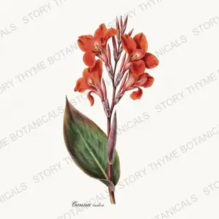 Canna Lily — vintage botanical Tropical Plants print on a white background