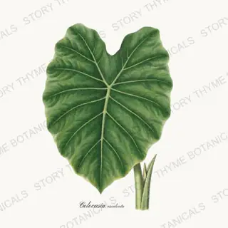 Elephant Ear — vintage botanical Tropical Plants print on a white background