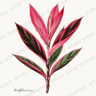 Ti Plant — vintage botanical Tropical Plants print on a white background