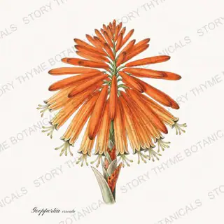 Eternal Flame — vintage botanical Tropical Plants print on a white background