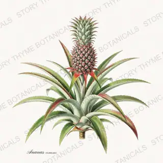 Pineapple — vintage botanical Tropical Plants print on a white background