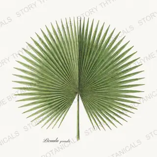 Fan Palm — vintage botanical Tropical Plants print on a white background