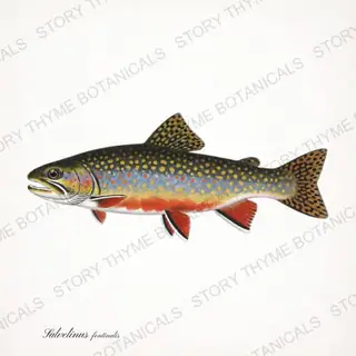 Brook Trout — vintage botanical Trout & Stream print on a white background