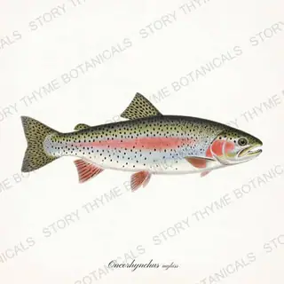Rainbow Trout — vintage botanical Trout & Stream print on a white background