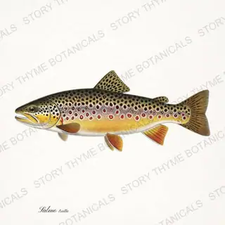 Brown Trout — vintage botanical Trout & Stream print on a white background