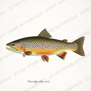 Cutthroat Trout — vintage botanical Trout & Stream print on a white background