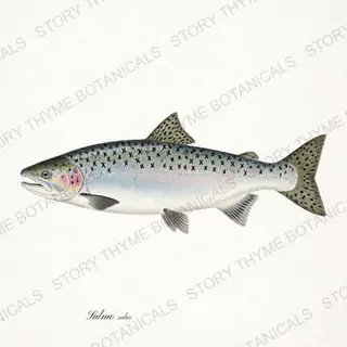 Atlantic Salmon — vintage botanical Trout & Stream print on a white background