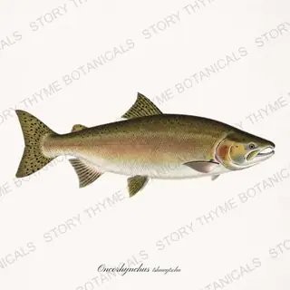 Chinook Salmon — vintage botanical Trout & Stream print on a white background