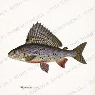 Arctic Grayling — vintage botanical Trout & Stream print on a white background