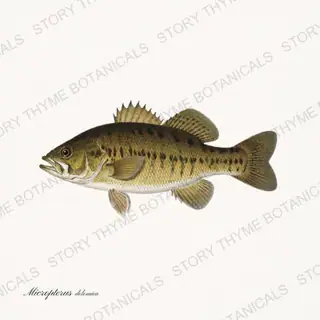 Smallmouth Bass — vintage botanical Trout & Stream print on a white background