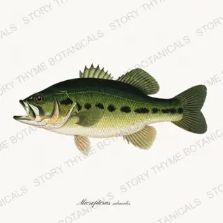 Largemouth Bass — vintage botanical Trout & Stream print on a white background
