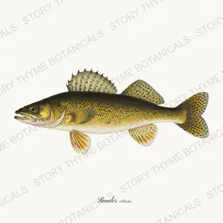 Walleye — vintage botanical Trout & Stream print on a white background