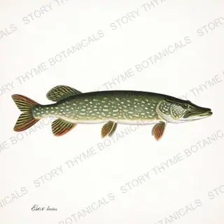 Northern Pike — vintage botanical Trout & Stream print on a white background