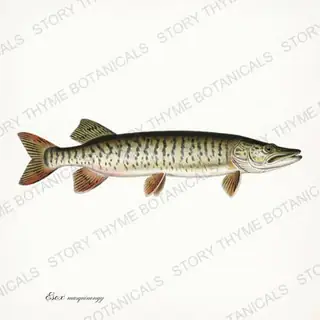 Muskellunge — vintage botanical Trout & Stream print on a white background