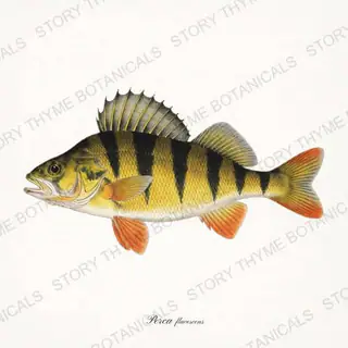 Yellow Perch — vintage botanical Trout & Stream print on a white background