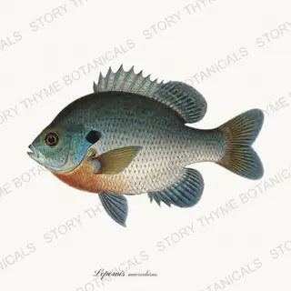 Bluegill — vintage botanical Trout & Stream print on a white background