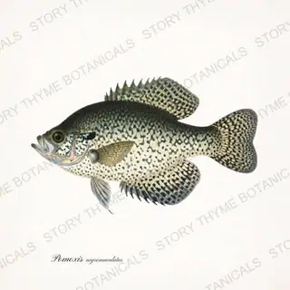 Black Crappie — vintage botanical Trout & Stream print on a white background
